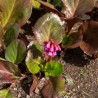 Bergenia cordifolia Bressingham Ruby
