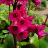 Bergenia cordifolia Red Beauty