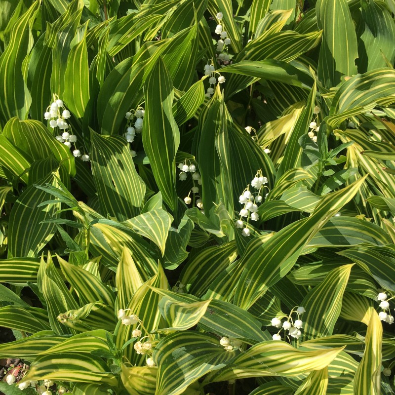 Lacramioare cu frunze dungate