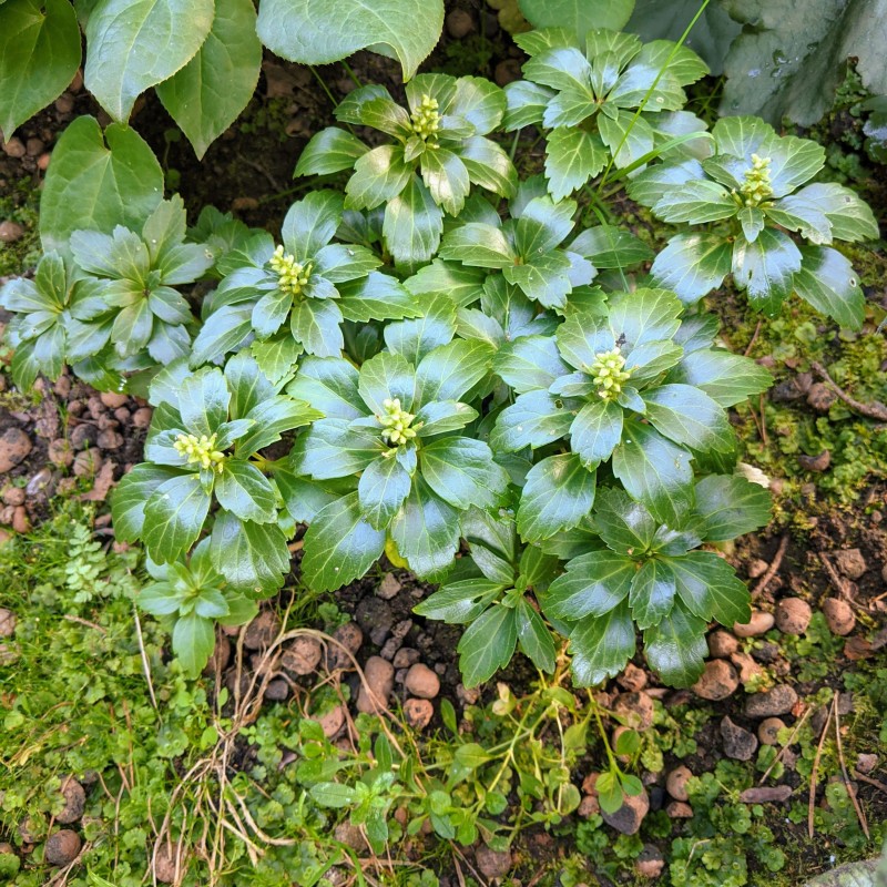 Pachysandra Green Carpet
