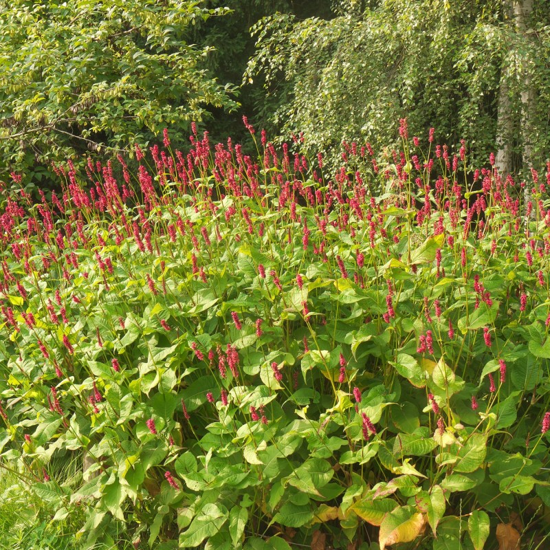 Persicarea amplexicaulis Speciosa