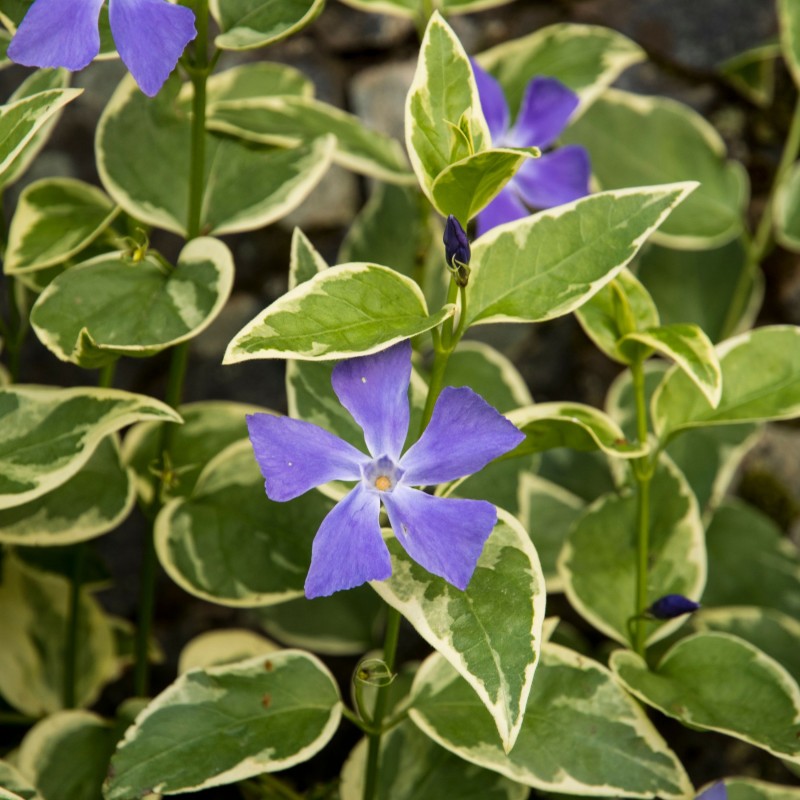 Vinca major Variegata