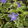 Vinca major Variegata