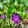 Saschiu Vinca Minor Atropurpurea