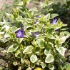 Saschiu Vinca Minor Aureovariegata