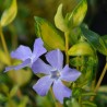 Saschiu Vinca minor Illumination