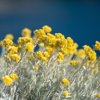 Helycriusum italicum (Curry)