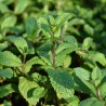 Menta Marocana
