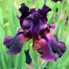 Iris Black Beauty