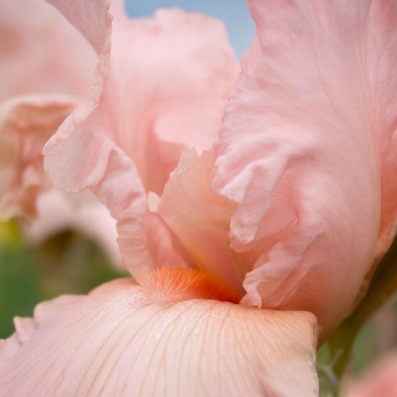 Iris Pink Tafette