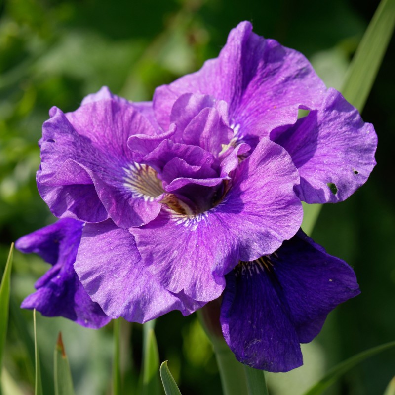 Iris sib.Concord Crush