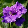 Iris sib.Concord Crush