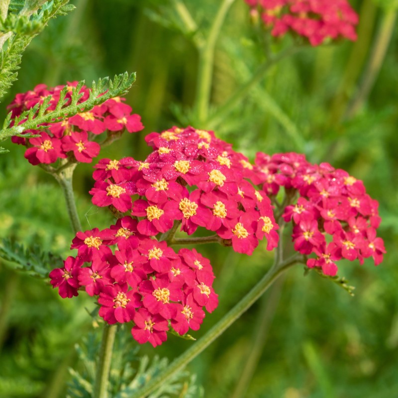 Achillea millefolium Paprika