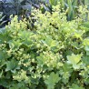 Alchemilla mollis Robustica