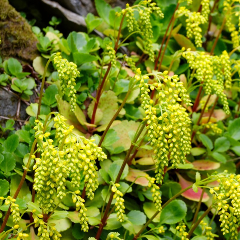 Coada mielului Chiastopyllum oppositifolium