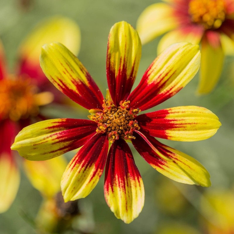 Coreopsis Bengal Tiger