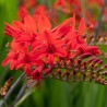 Crocosmia Lucifer
