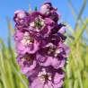 Delphinium Astolat