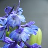 Delphinium Bellamossum