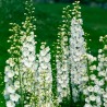 Delphinium Galahad