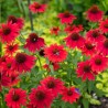 Echinacea Kismet Red