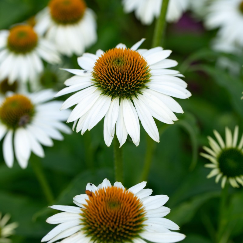 Echinacea Kismet White