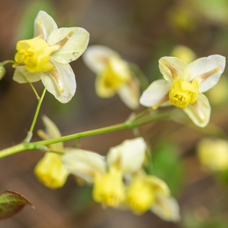 Epimedium versicolor Suphureum