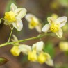 Epimedium versicolor Suphureum