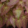 Epimedium versicolor Suphureum