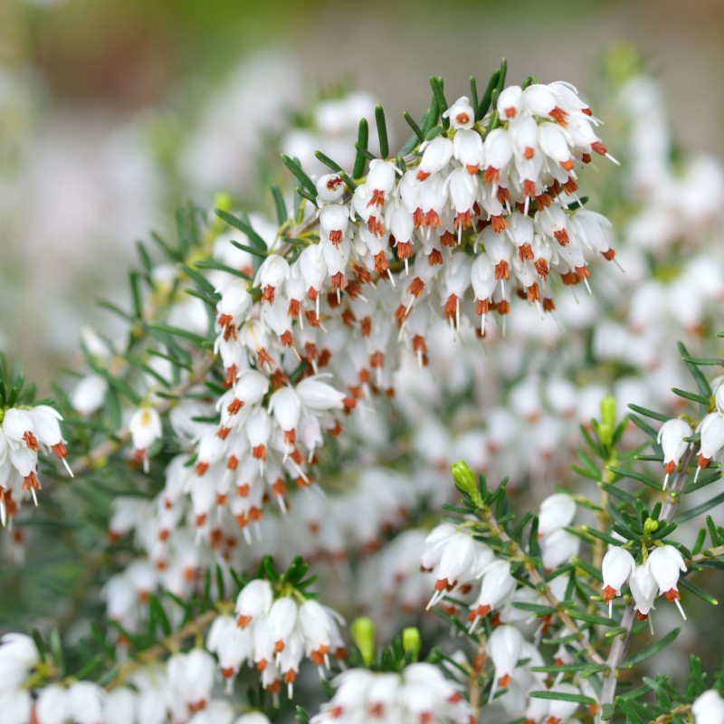 Erica carnea Alba