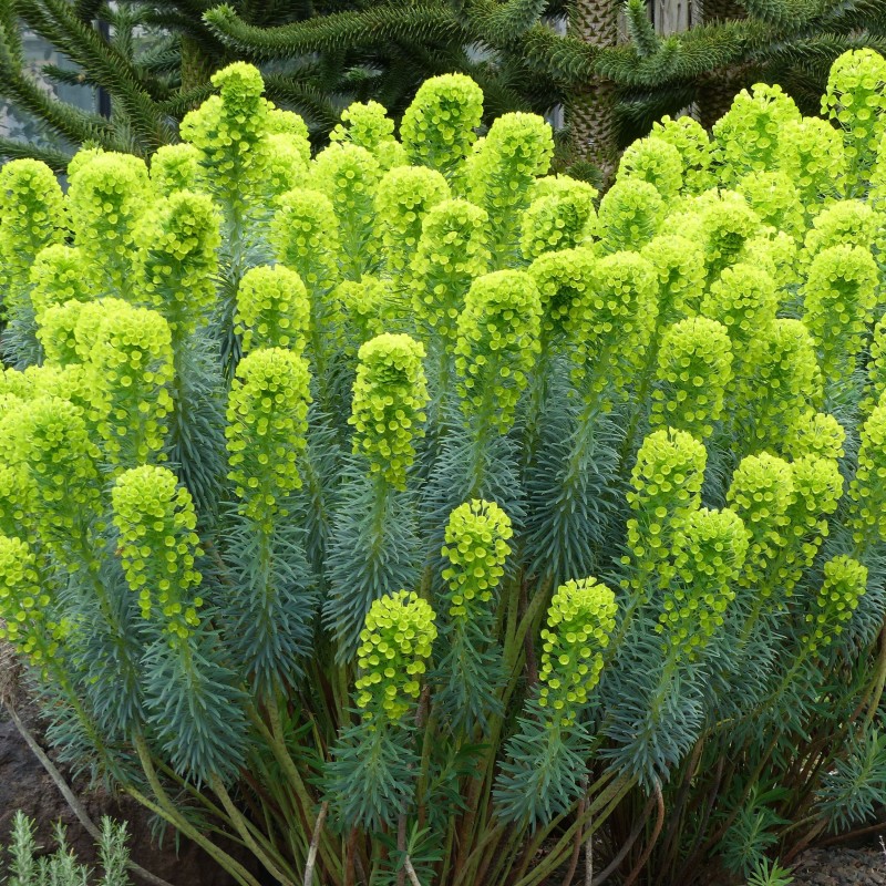 Euphorbia characias wulfenii