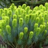 Euphorbia characias wulfenii