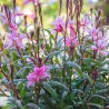 Gaura lindheimeri