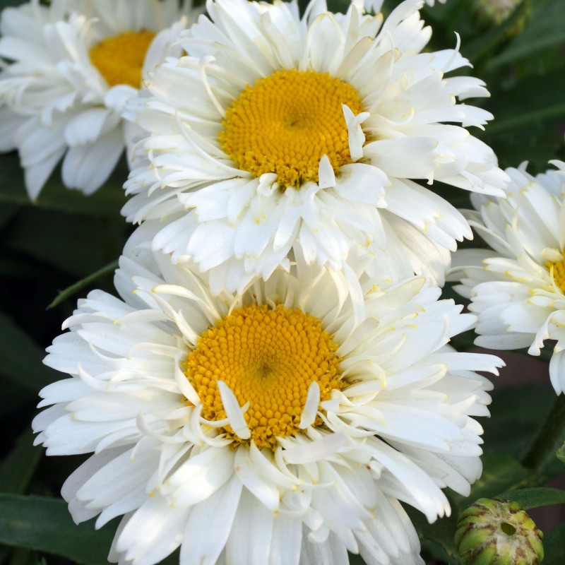 Margareta Leucanthemum Bridal Bouque