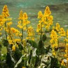 Ligularia przewalski