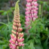 Lupin The Chatelaine