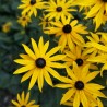 Rudbeckia Little Goldstar