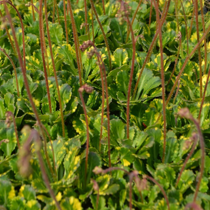 Saxifraga urbium Variegata