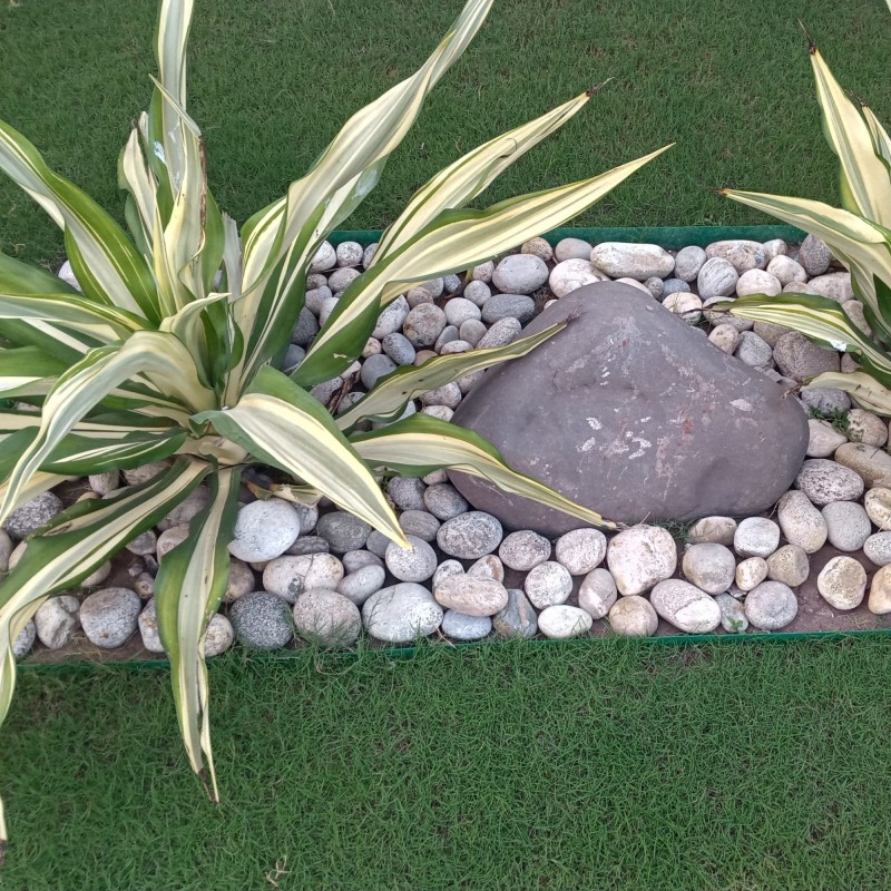 Yucca de gradina Golden Sword