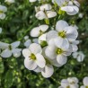 Arabis caucasica Schnehaube