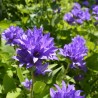 Clopotel Campanula glomerata Superba