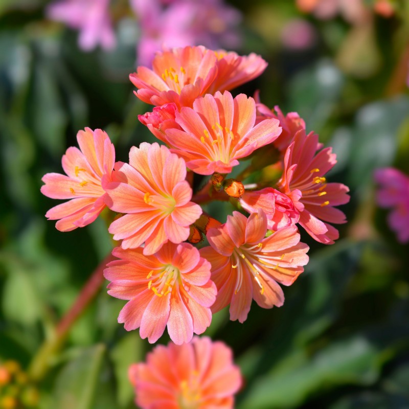 Lewisia Mountain Dream