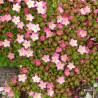 Saxifraga arendsii Pixie