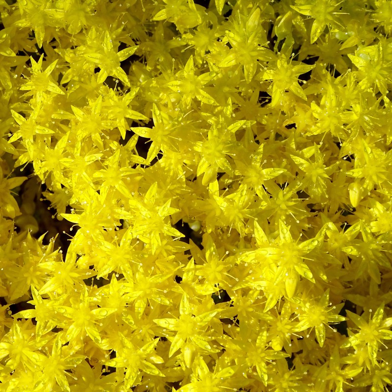 Sedum acre Aureum