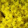 Sedum acre Aureum
