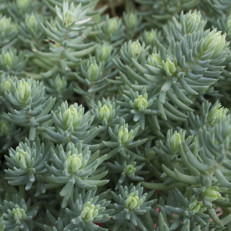 Sedum blue spruce