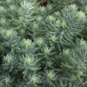 Sedum blue spruce