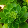 Sedum kamtchaticum