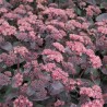 Sedum purple emperor