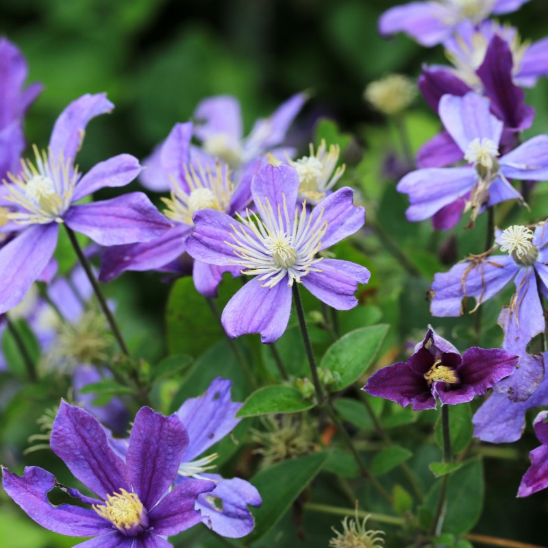 Clematita Arabella
